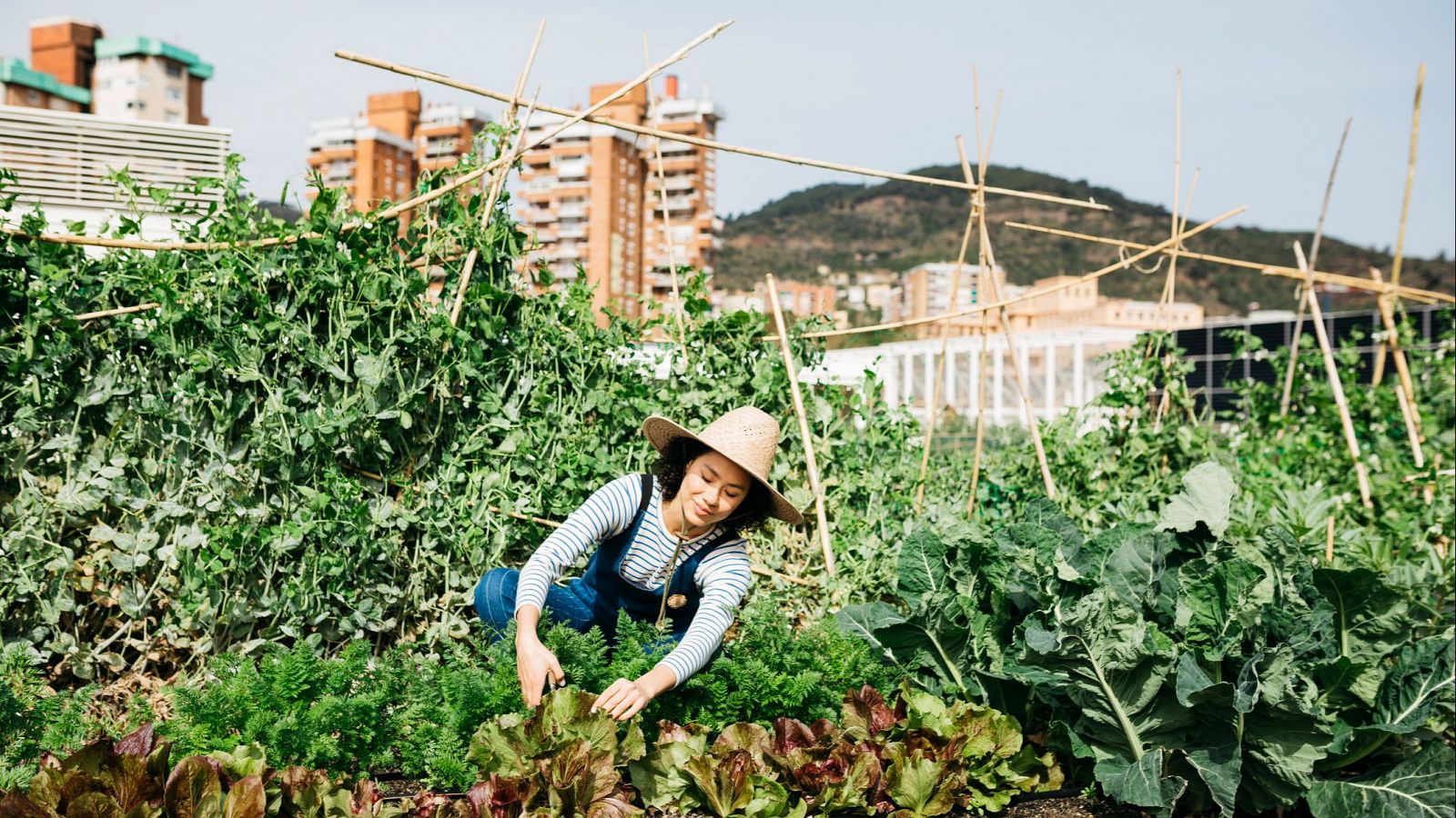 Recuperar el cinturón agrícula de Barcelona reduciría un 30% la conectividad del fuego