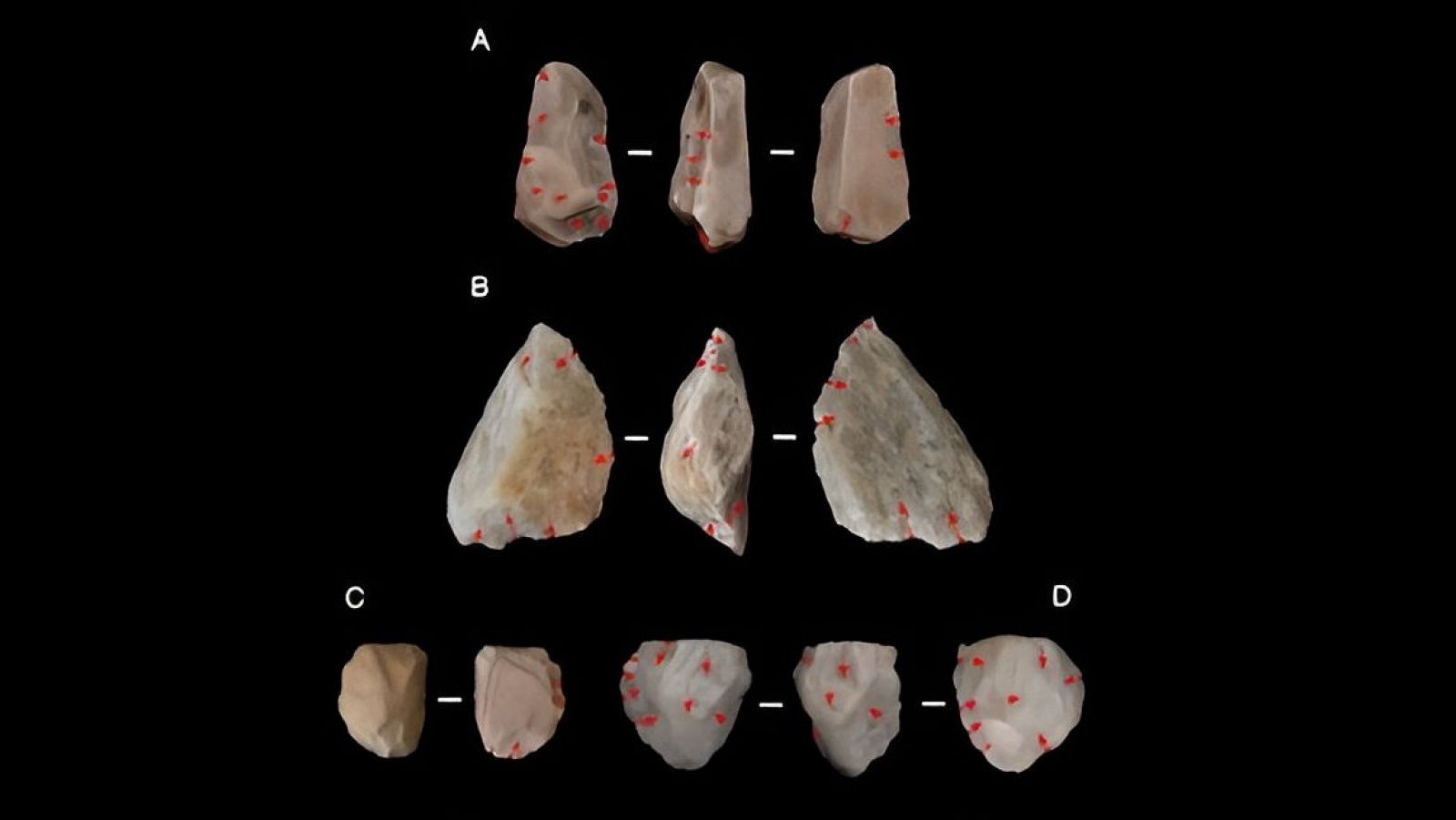 El 'Homo erectus' fue la primera especie capaz de sobrevivir en condiciones adversas