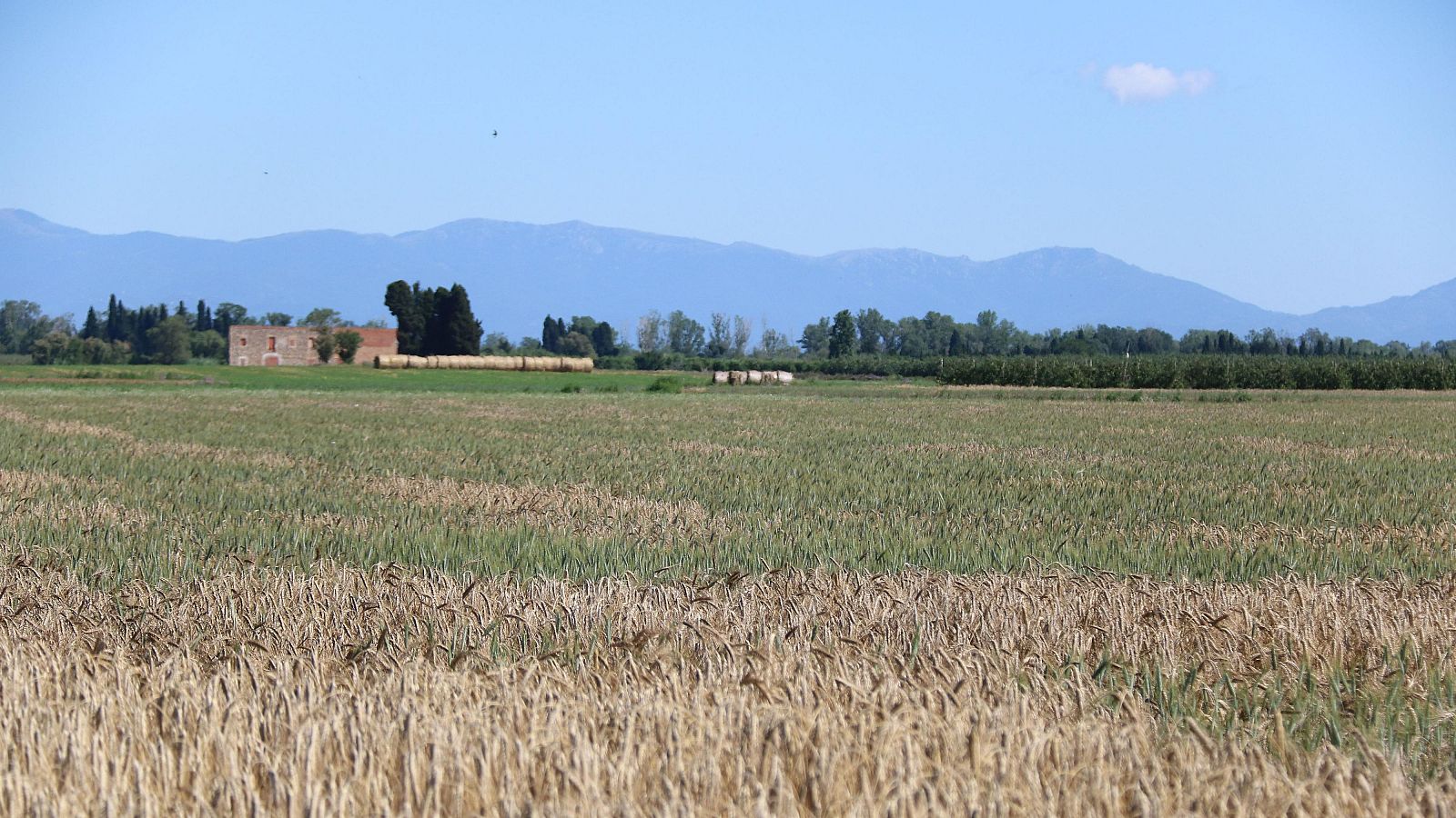 Un camp ple d'espigues de blat seques i d'altres verdes a Verntalló | ACN