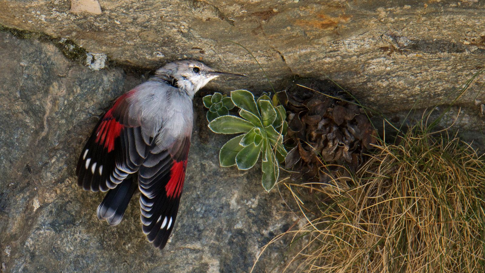 Aves da montanha, “medidas” do progresso das alterações climáticas