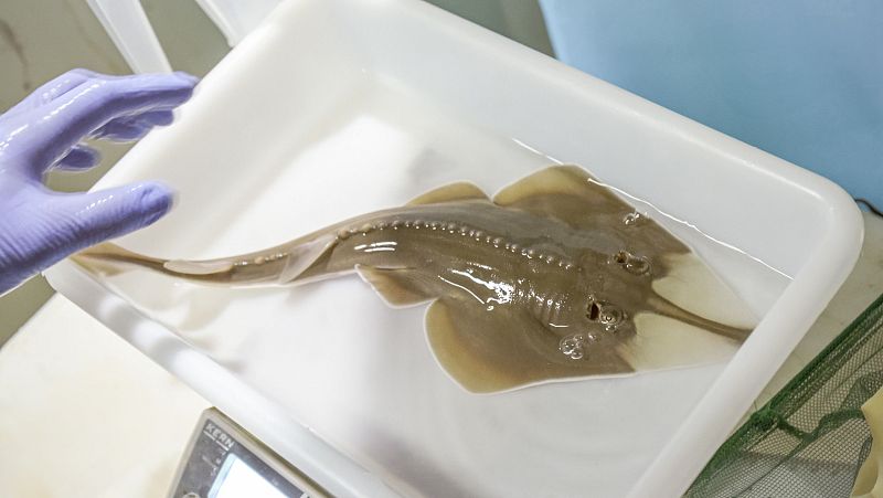 Nace el primer pez guitarra en el Oceanogràfic de Valencia, especie en peligro crítico de extinción