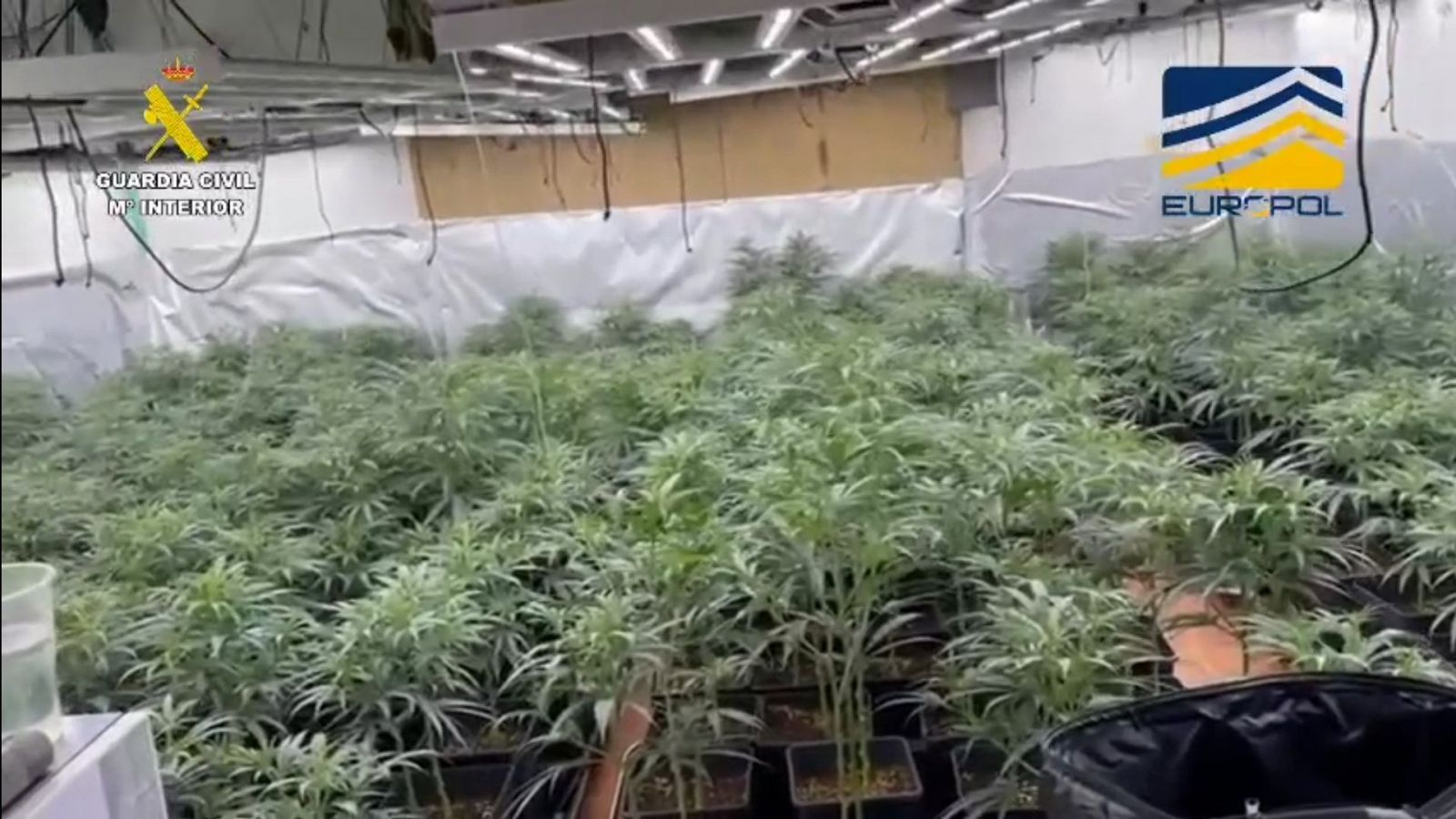 Cae una red internacional que enviaba droga por paquetería postal