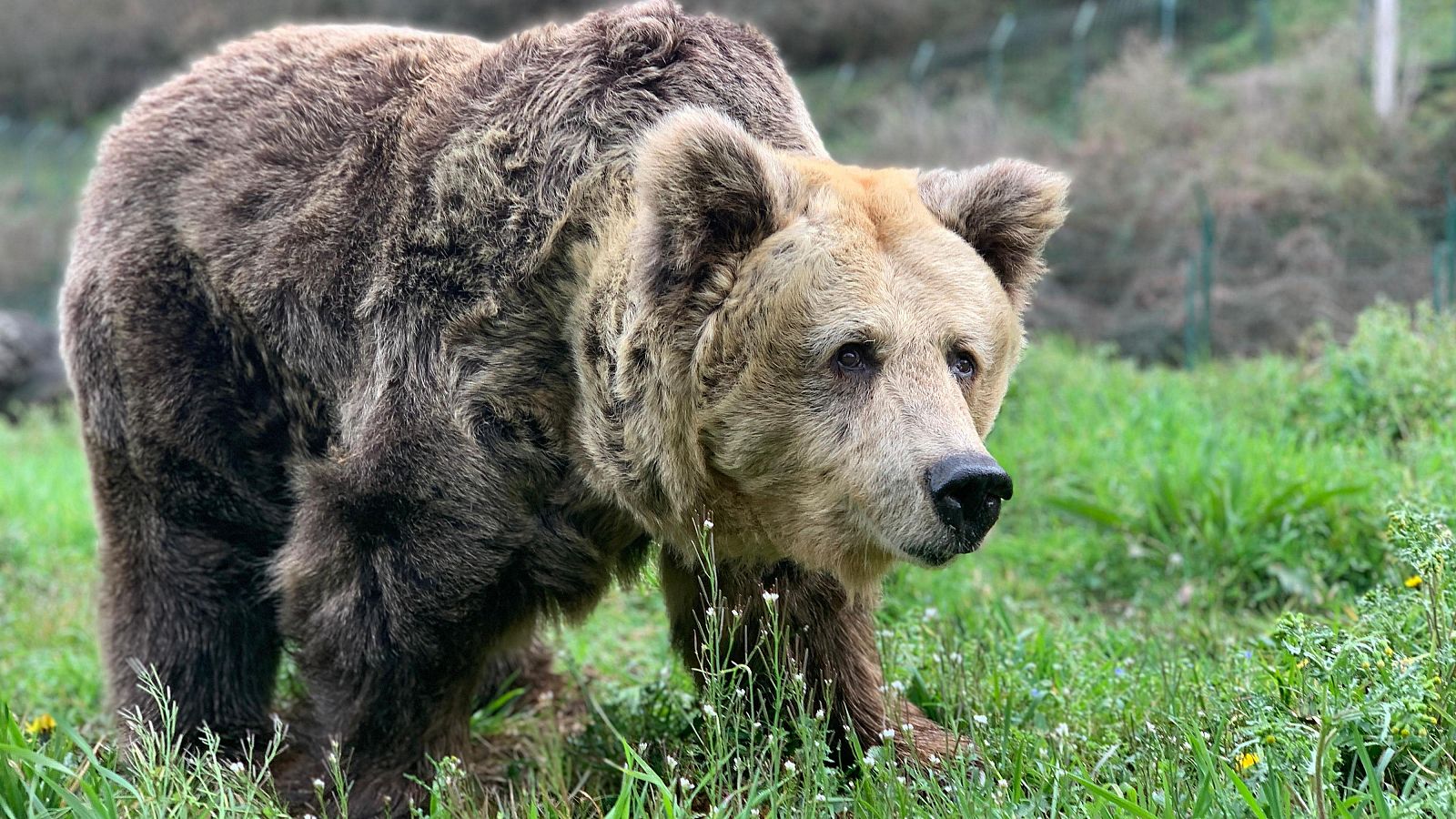 La osa Paca, símbolo de la recuperación de la especie, sacrificada para evitarle sufrir