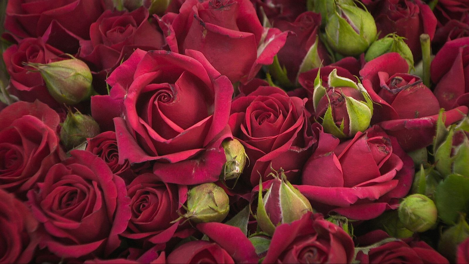La rosa Freedom serà de nou “la reina”