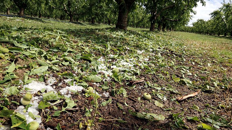 Fruita caiguda a terra en una explotació de paraguaians a Alcarràs (Segrià)