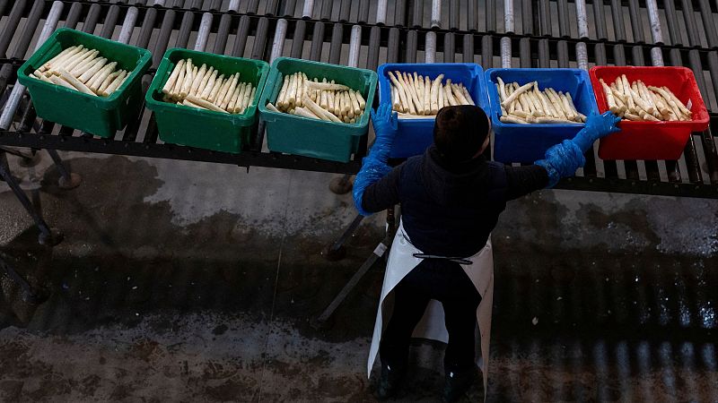 Cinta transportadora con cajas de espárragos que un trabajador con guantes azules y delantal blanco ordena. Suelo húmedo visible.