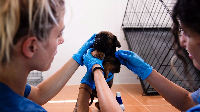 Unas voluntarias desparasitan a una cría abandonada en la protectora de Málaga, en una imagen de archivo