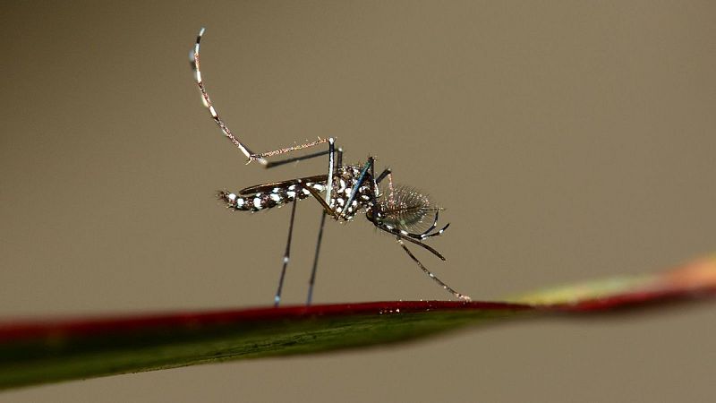 Un mosquit tigre sobre una planta