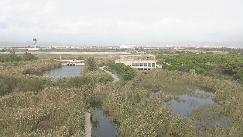 Vista aérea de humedales con pasarela de madera y edificio cercano a un aeropuerto. Se observa la proximidad entre naturaleza e infraestructura.