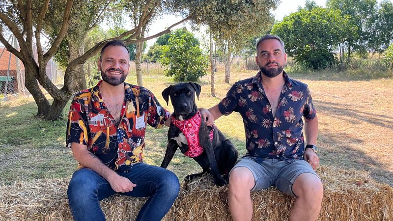 Dog House: ¿Perros Potencialmente Peligrosos o Perros Potencialmente Perfectos?