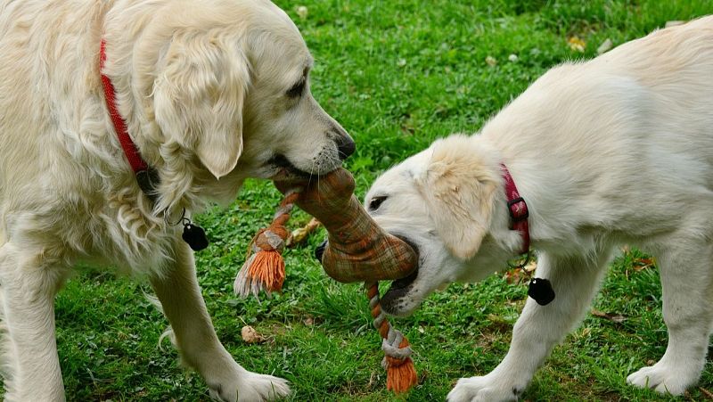 ‘Dog House’: cómo evitar un golpe de calor en perros este verano