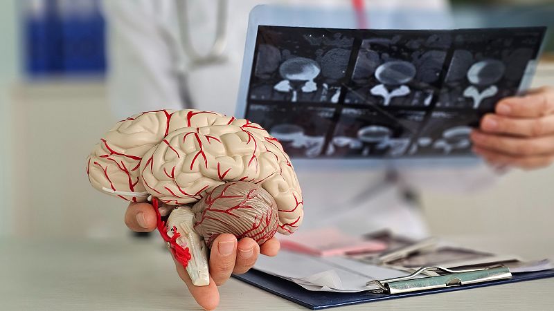 Un médico, con bata blanca y estetoscopio, examina un modelo anatómico del cerebro y una radiografía de la columna vertebral, posiblemente para el estudio y diagnóstico de enfermedades.