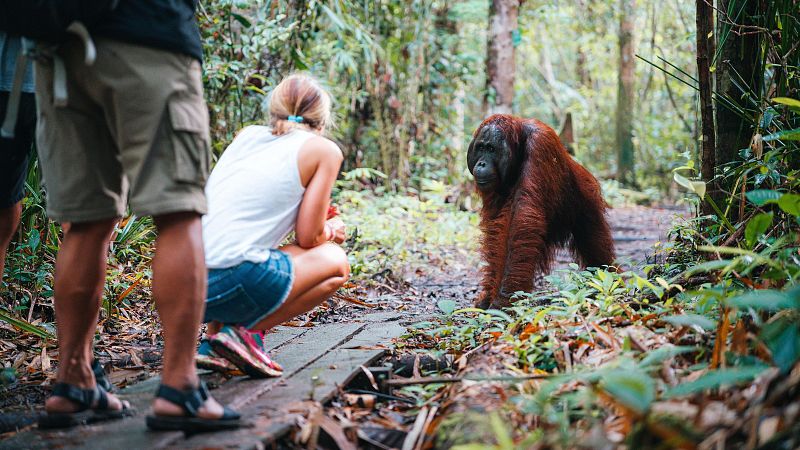 Derechos Sociales anuncia que pondrá en marcha la 'Ley Jane Goodall' para proteger a los grandes simios