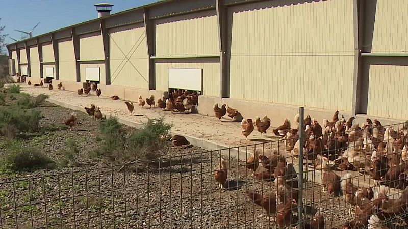 Aus confinades a Lleida des del passat dilluns quan es va emetre l'ordre