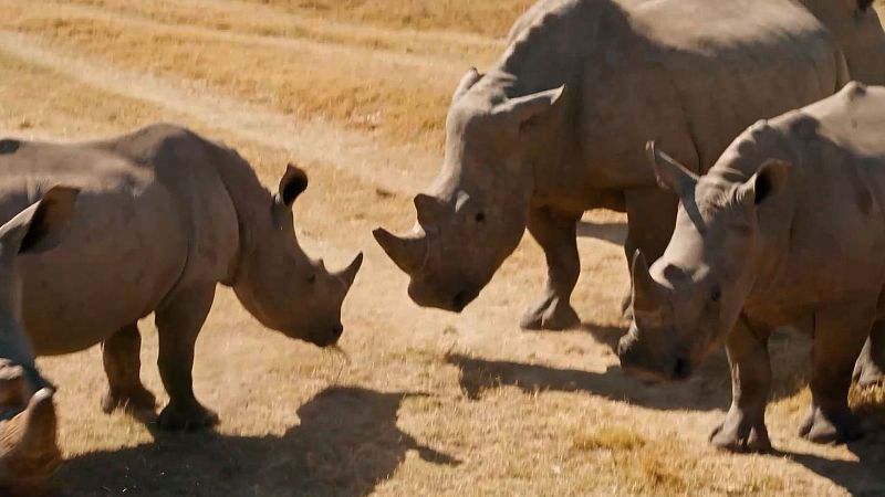 Dos rinocerontes frente a frente en uno de los centros de rescate de Sudáfrica