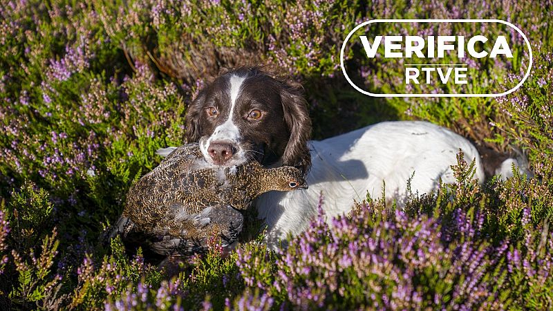 Gripe aviar y perros: un contagio improbable, según los expertos