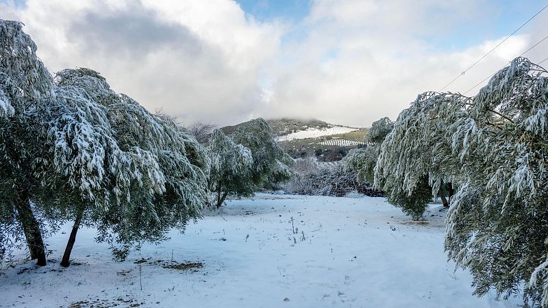 La nieve llega a los montes de Jaén y obliga a parar la campaña de la aceituna
