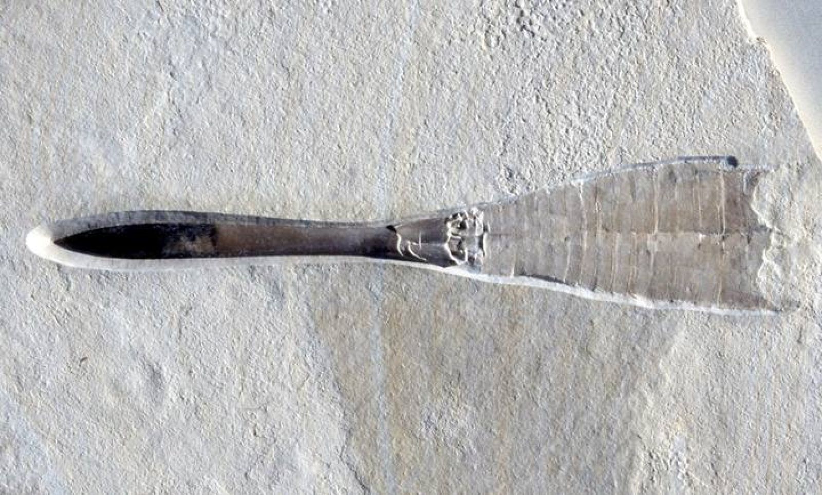 La huella del Belemnites