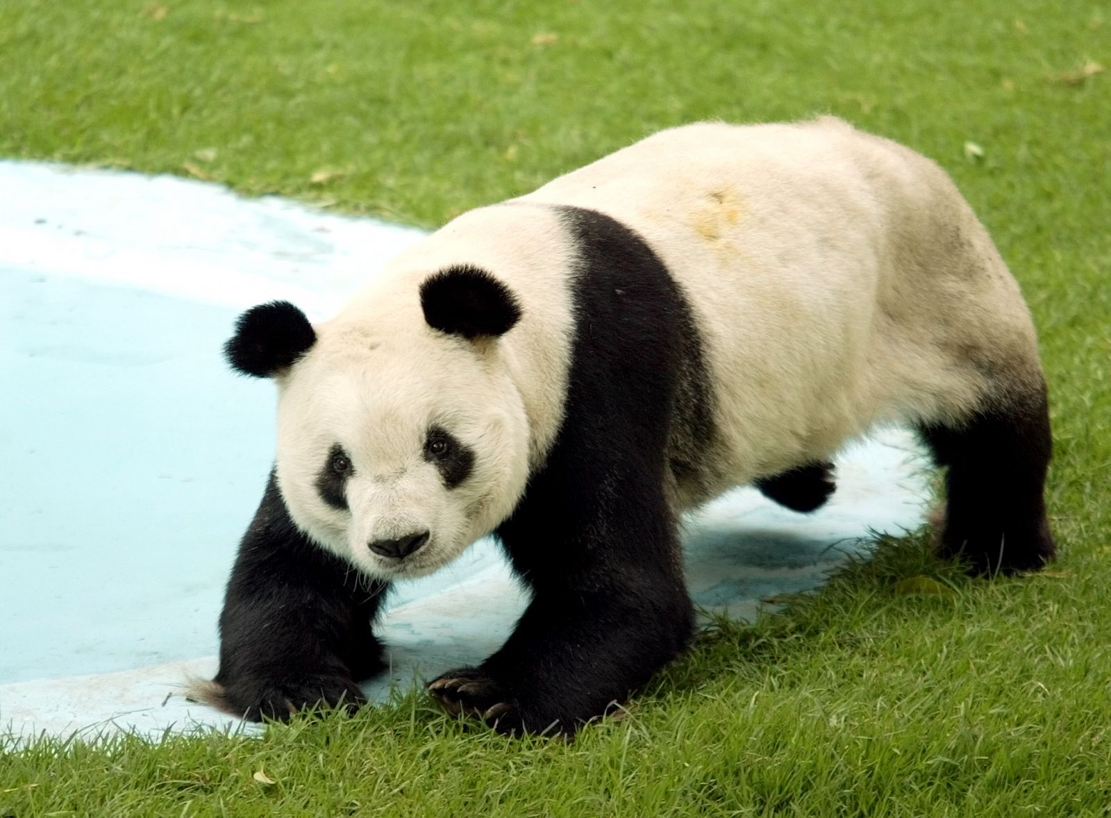 El panda gigante Ling Ling, muerto a los 18 años