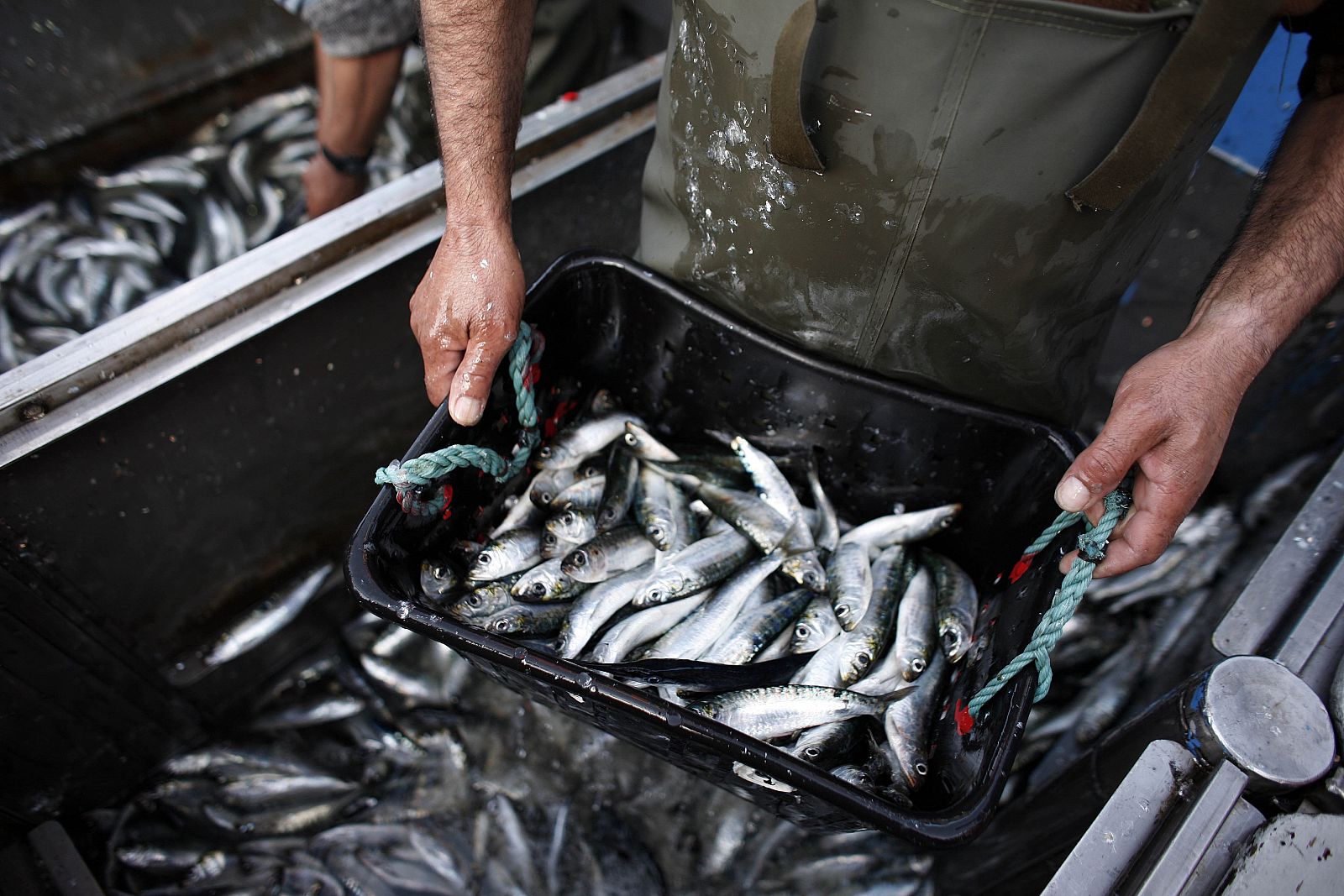 Comer pescado mejora el desarrollo derebral del feto