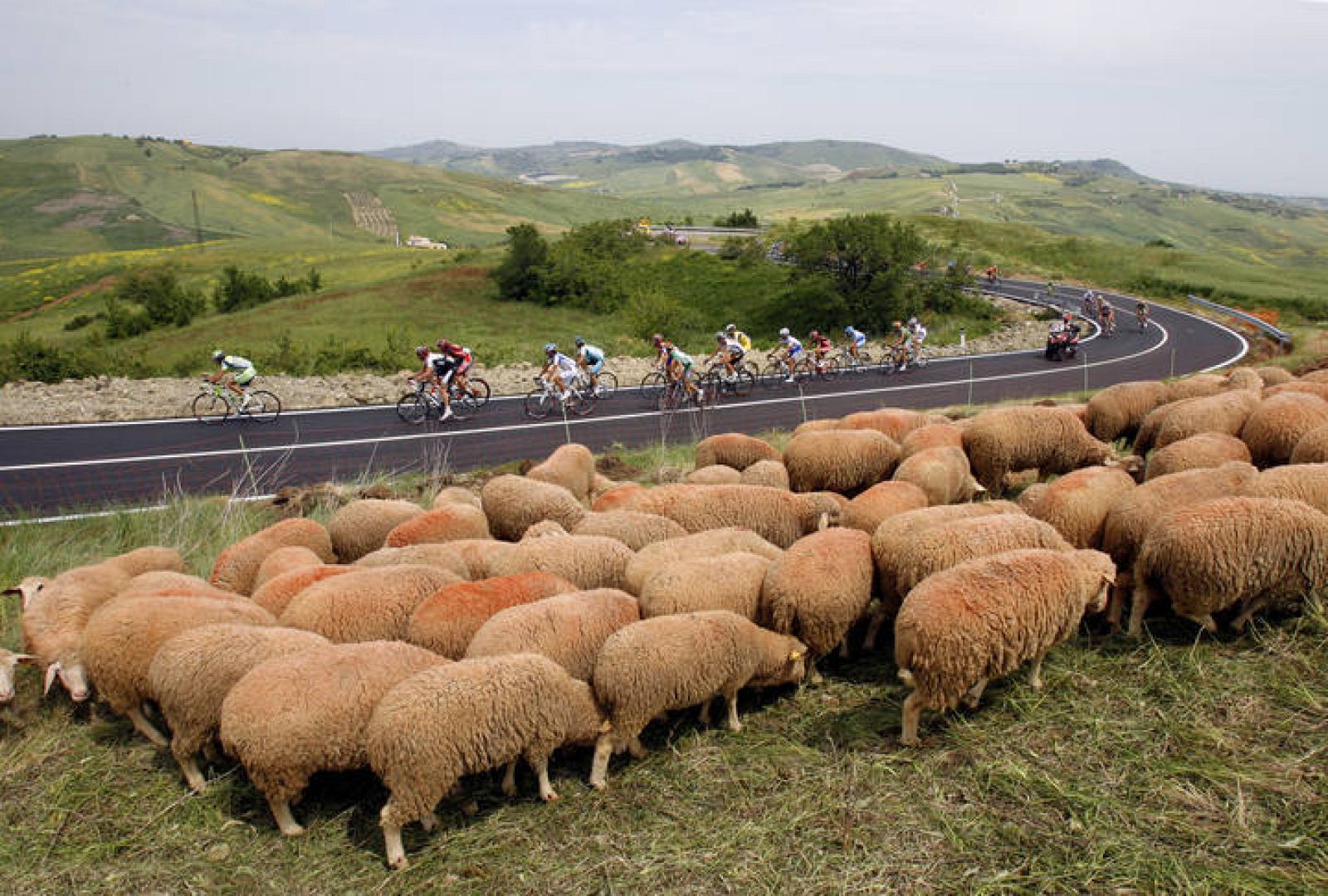 Ovejas en un prado durante el Giro de Italia