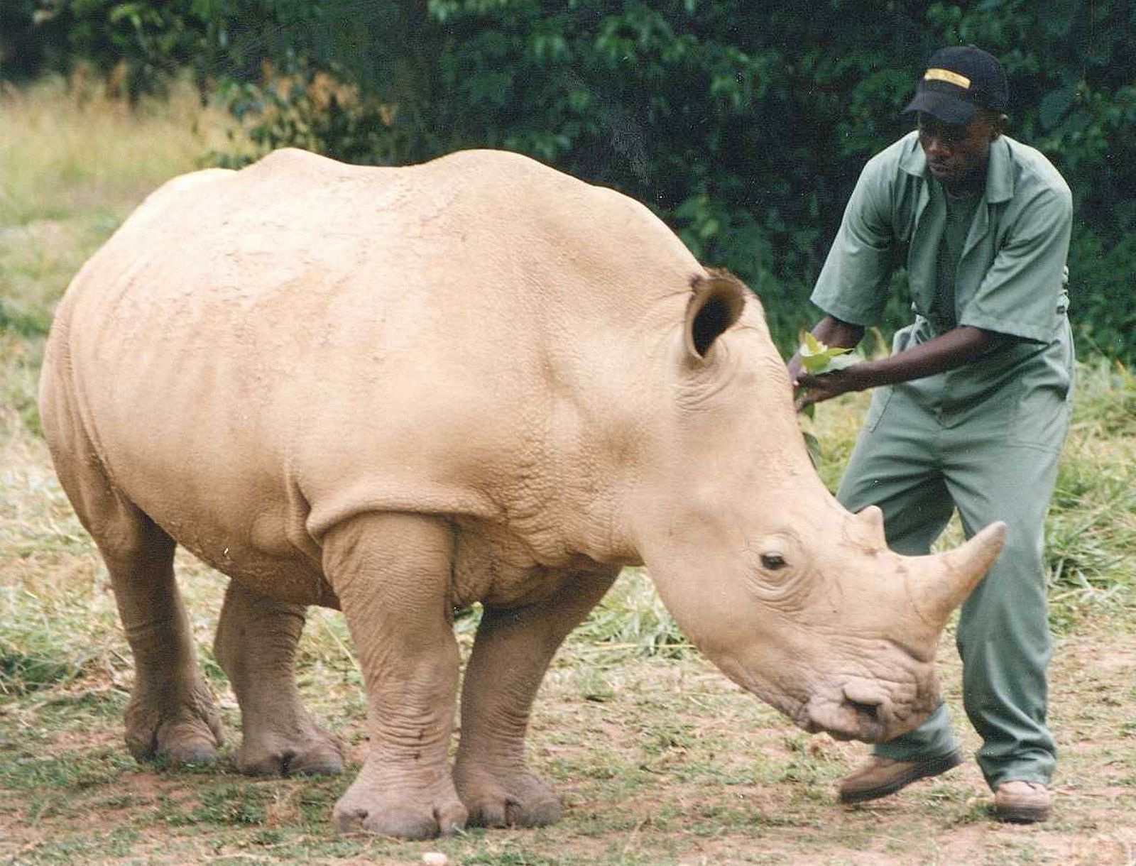 Un ejemplar adulto de rinoceronte blanco con su cuidador