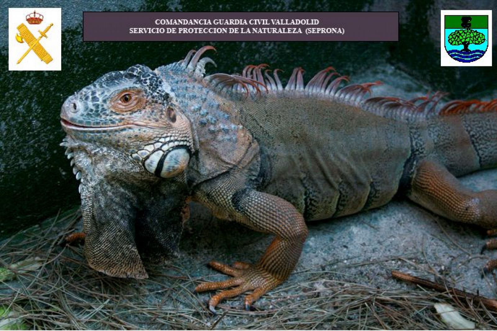 Imagen de la iguana de más de dos metros de longitud que fue capturada en Zaratán, Valladolid.