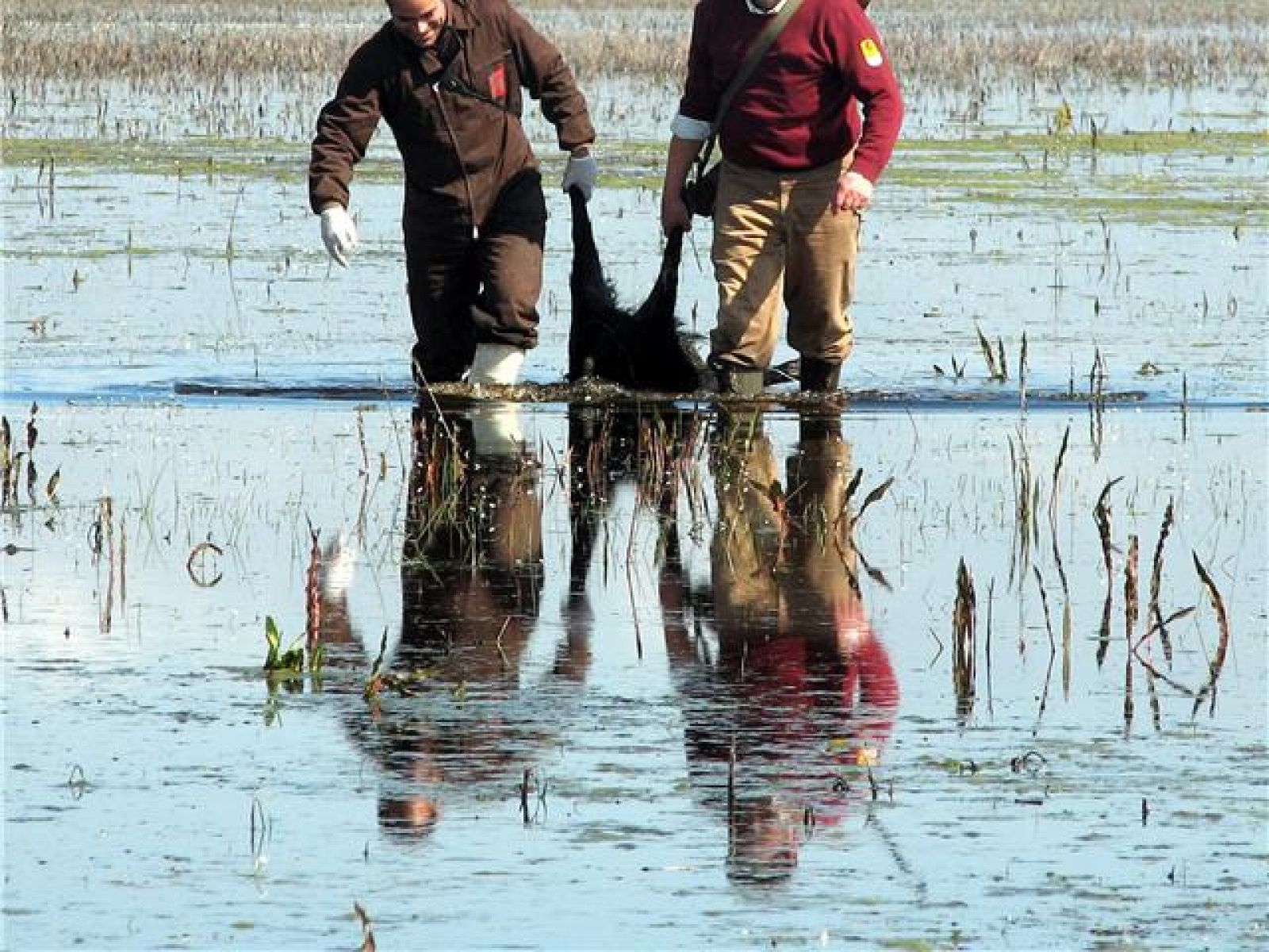 Dos técnicos en Doñana