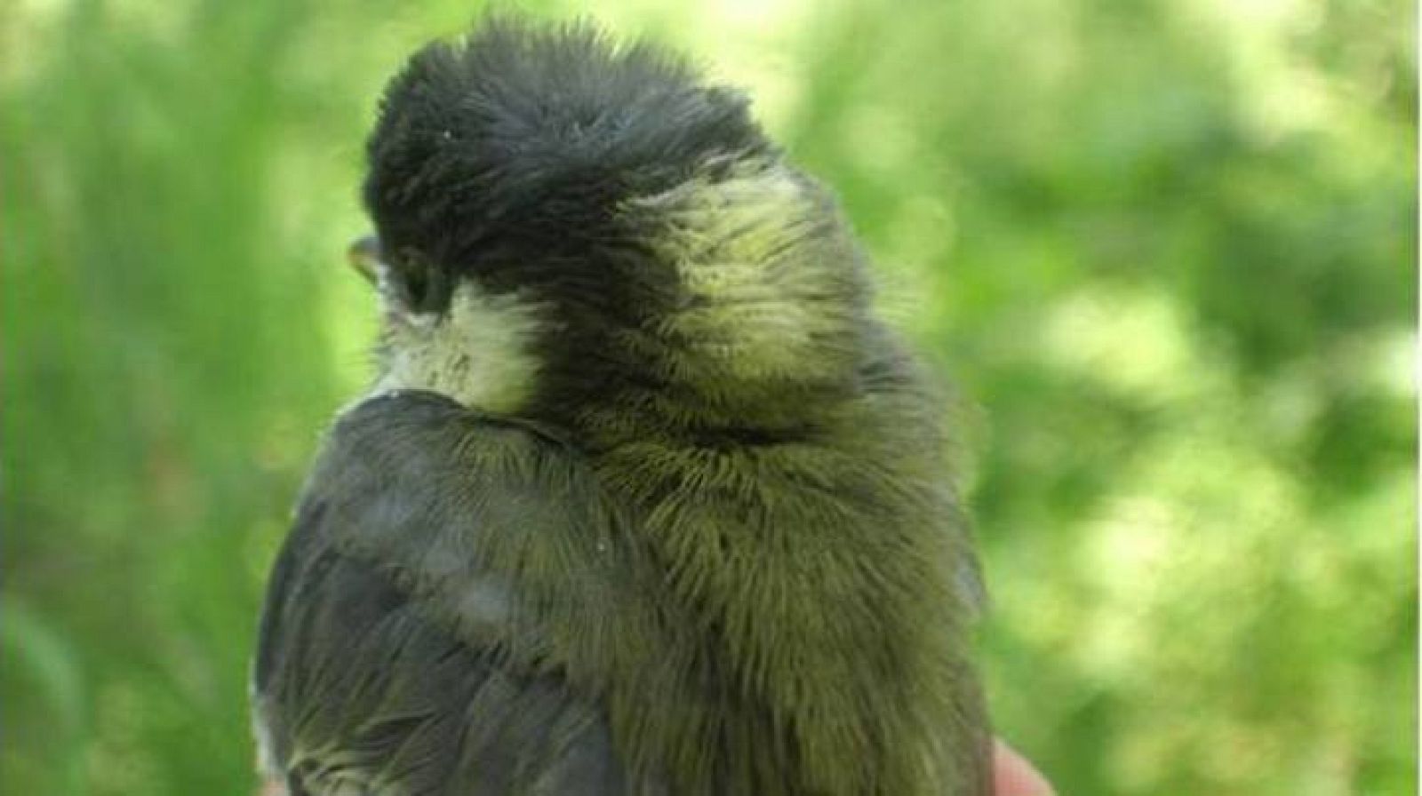 Las aves los prefieren guapos
