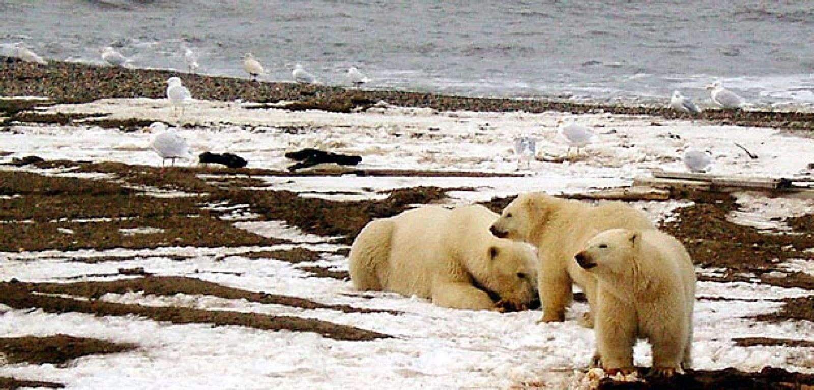 Pequeño grupo de osos polares en el Ártico.