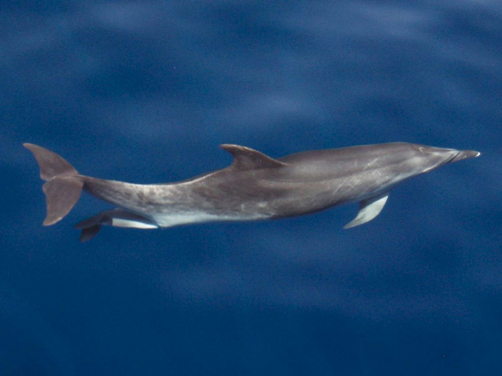 Parto de delfines en Tenerife