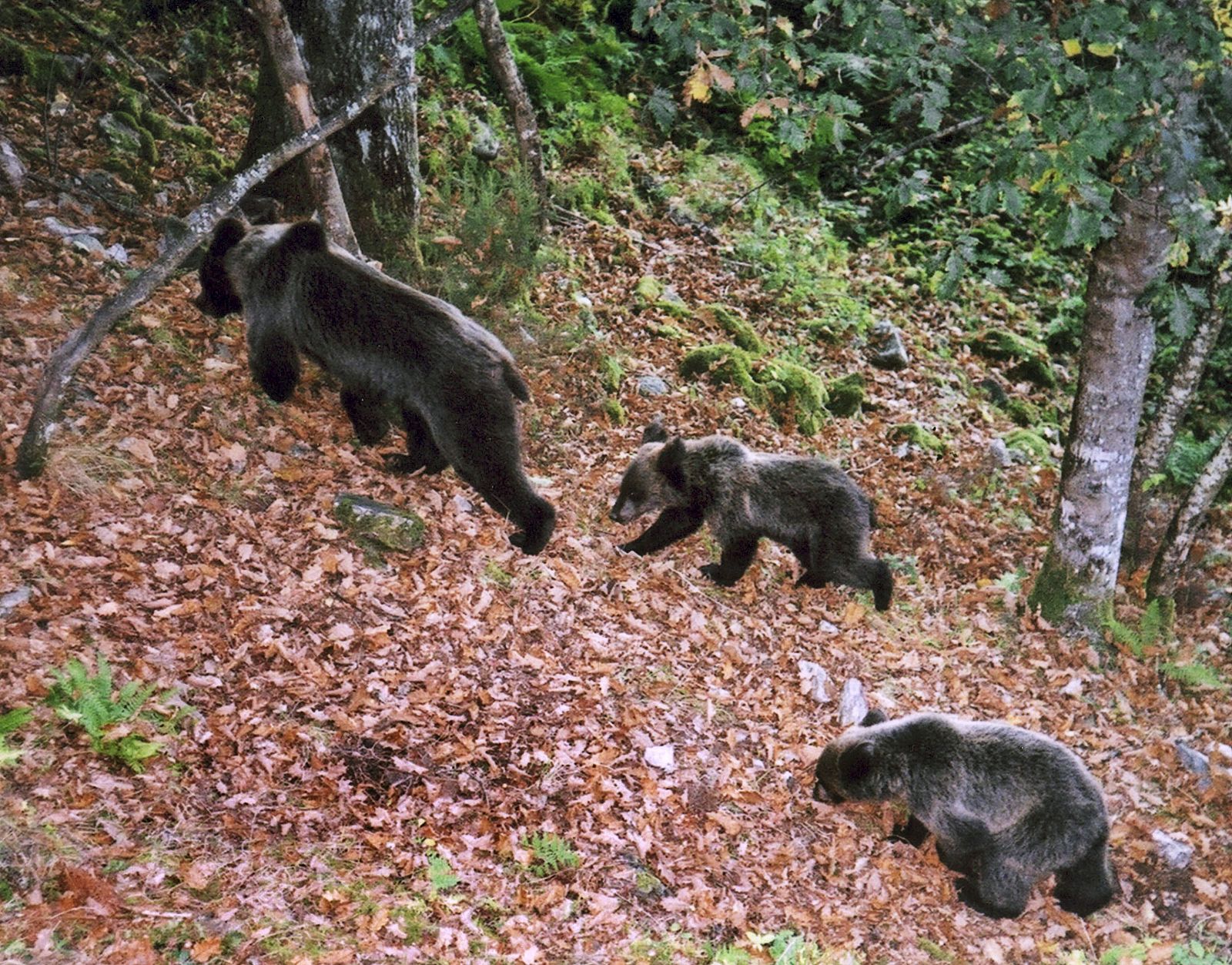 Más osos en el occidente de la Cordillera Cantábrica.