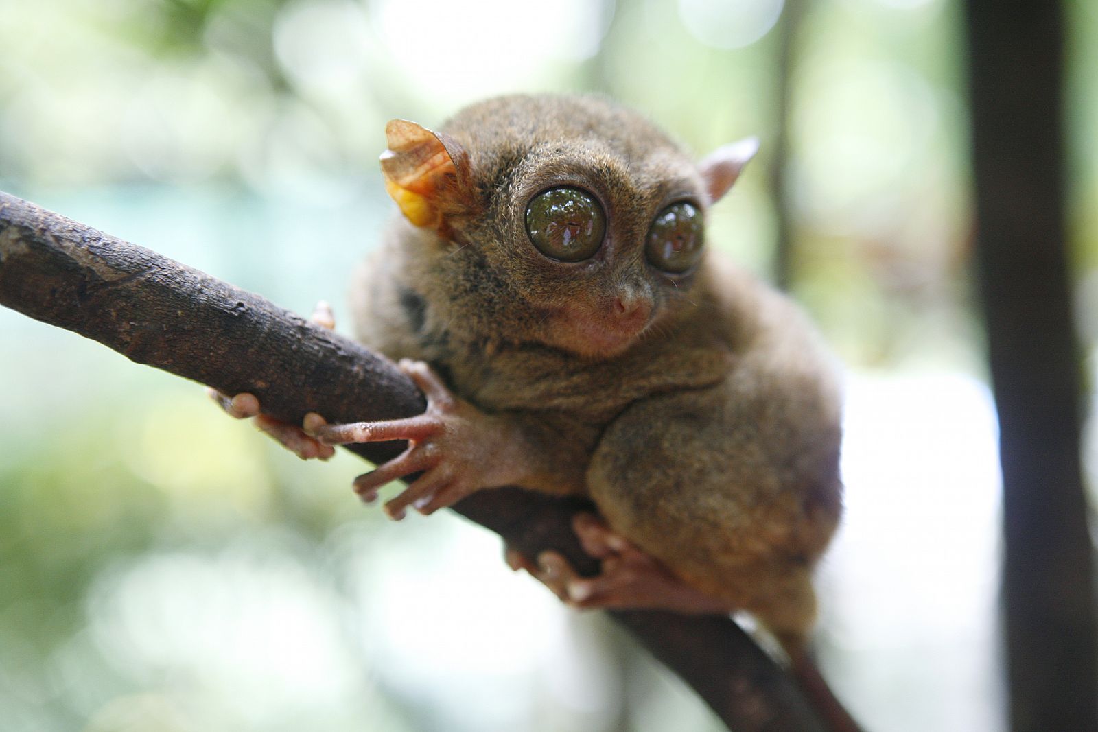 Un tarsero filipino, 'hermano' del 'gremlin' encontrado.