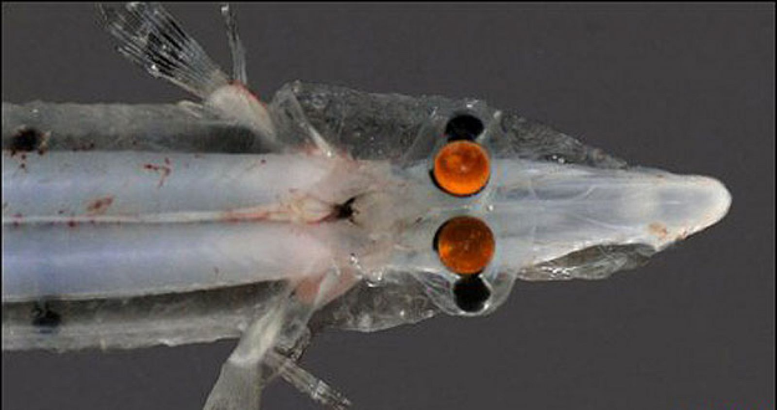 Imagen del 'pez-espectro', con sus ojos divididos con un par de espejos (de color negro) a los lados.