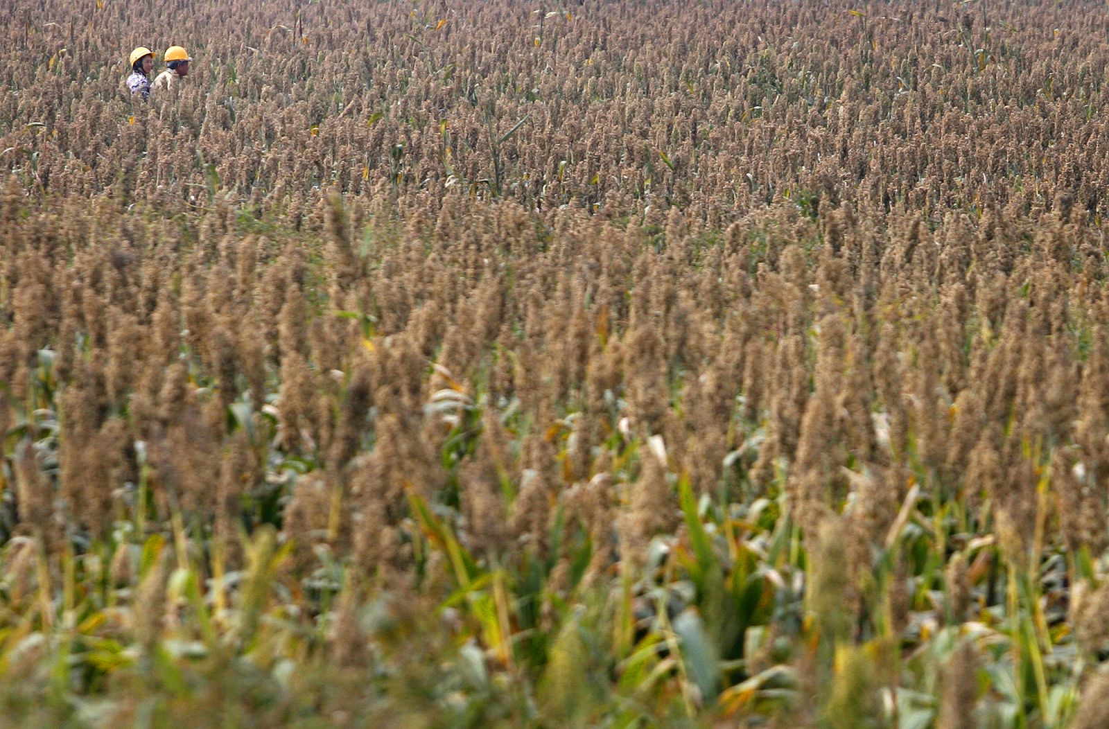 Campo de sorgo en Taiwan.