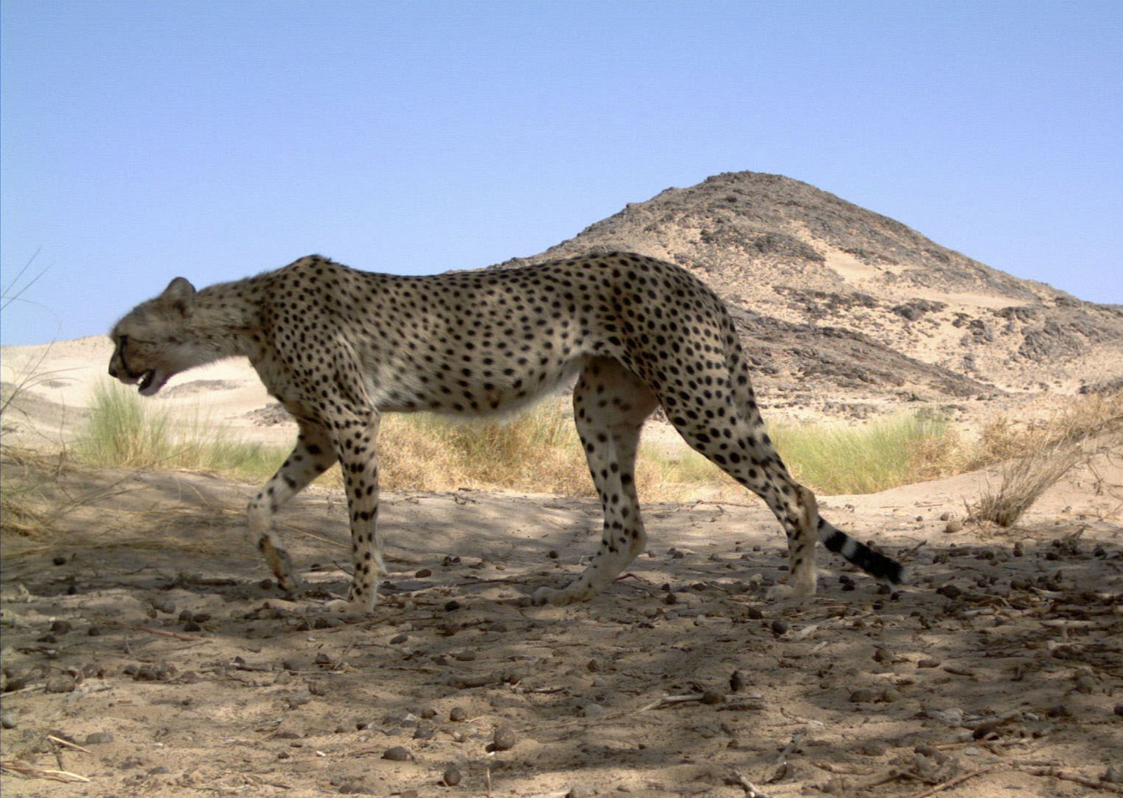 Se trata de la inusual especie 'Acinonyx jubatus hecki'