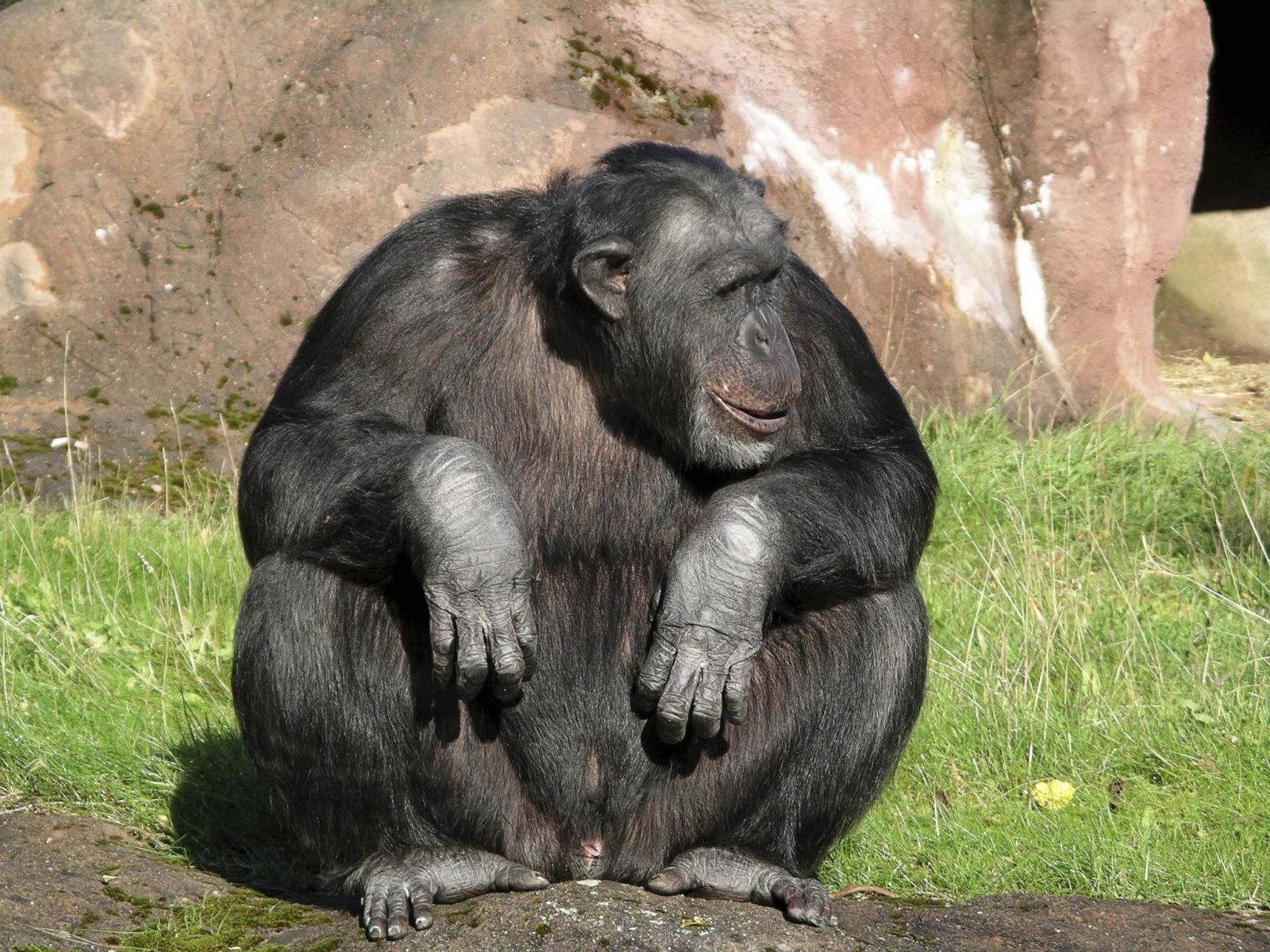 SANTINO, UN CHIMPANCÉ QUE TIRA PIEDRAS CON PREMEDITACIÓN Y ALEVOSÍA