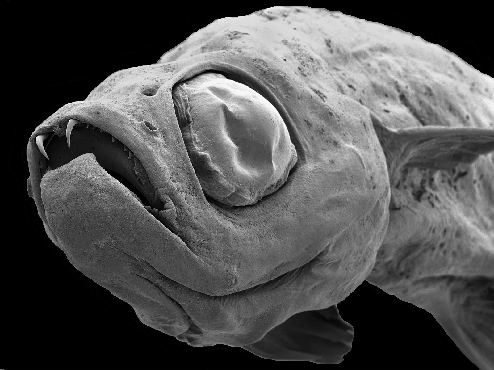 DESCUBREN UNA NUEVA ESPECIE DE PEZ DIMINUTO CON DIENTES COMO LOS DE DRÁCULA