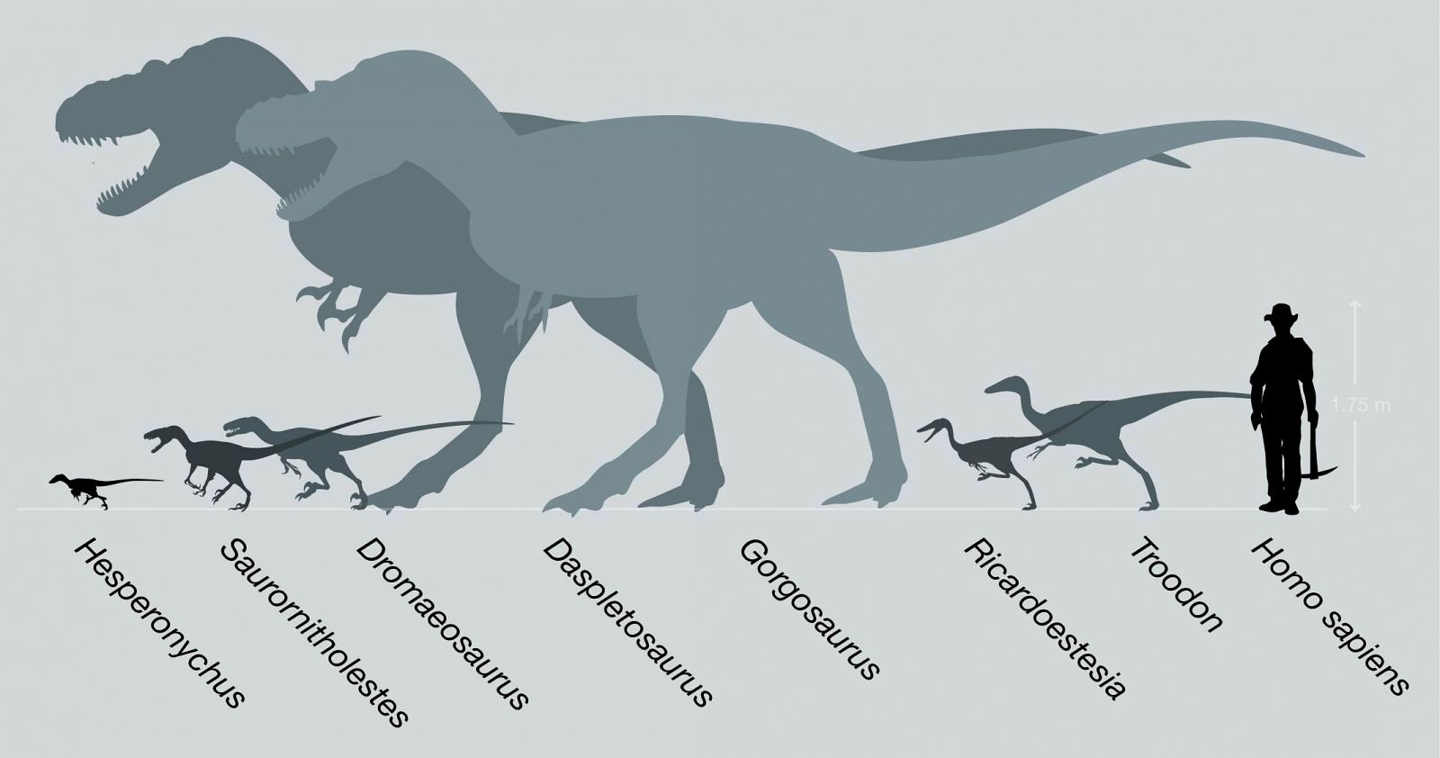 Era más pequeño que un gato y convivió con el Tiranosaurus Rex