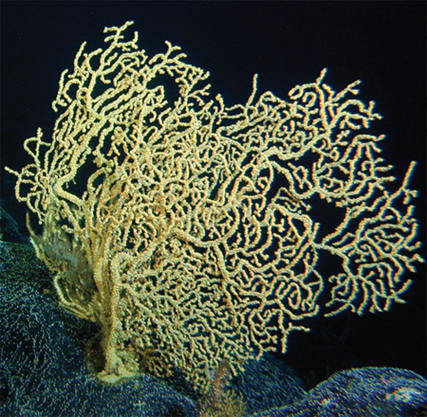 Una imagen del coral 'Gerardia sp.' , al que le atribuyen una edad de hasta 2.742 años.