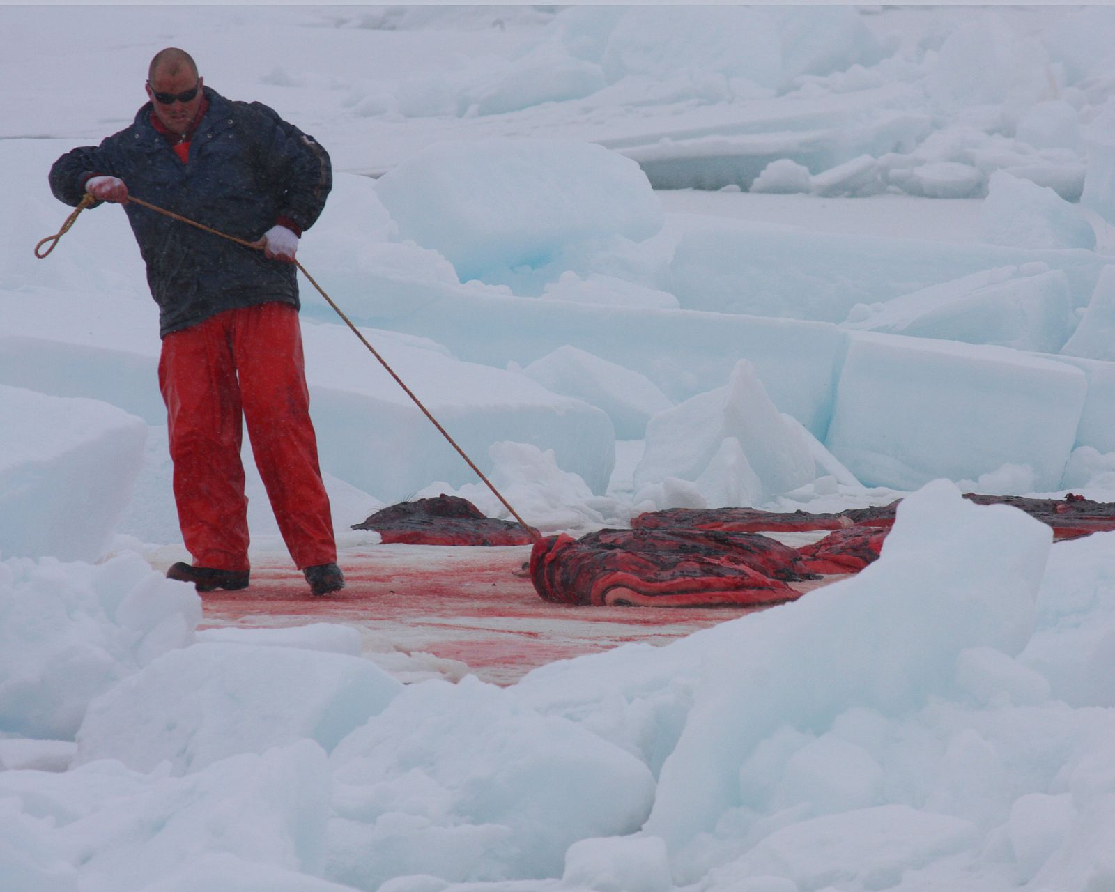 Pescadores canadienses comienzan a cazar las primeras de las 280.000 focas que este año perecerán en las aguas del Atlántico de este país.