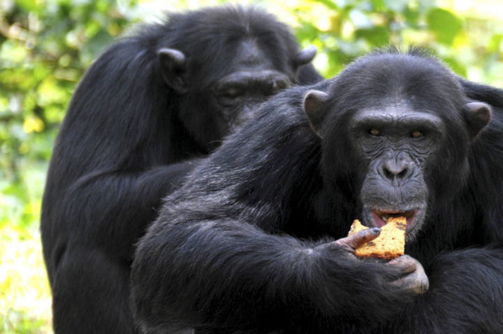 Dos chimpancés se alimentan en el centro 'Wildlife Educacion Centre en Entebbe, Uganda