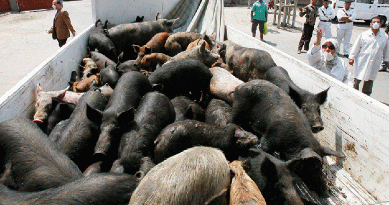 Un grupo de cerdos es trasladado a un matadero de El cairo.