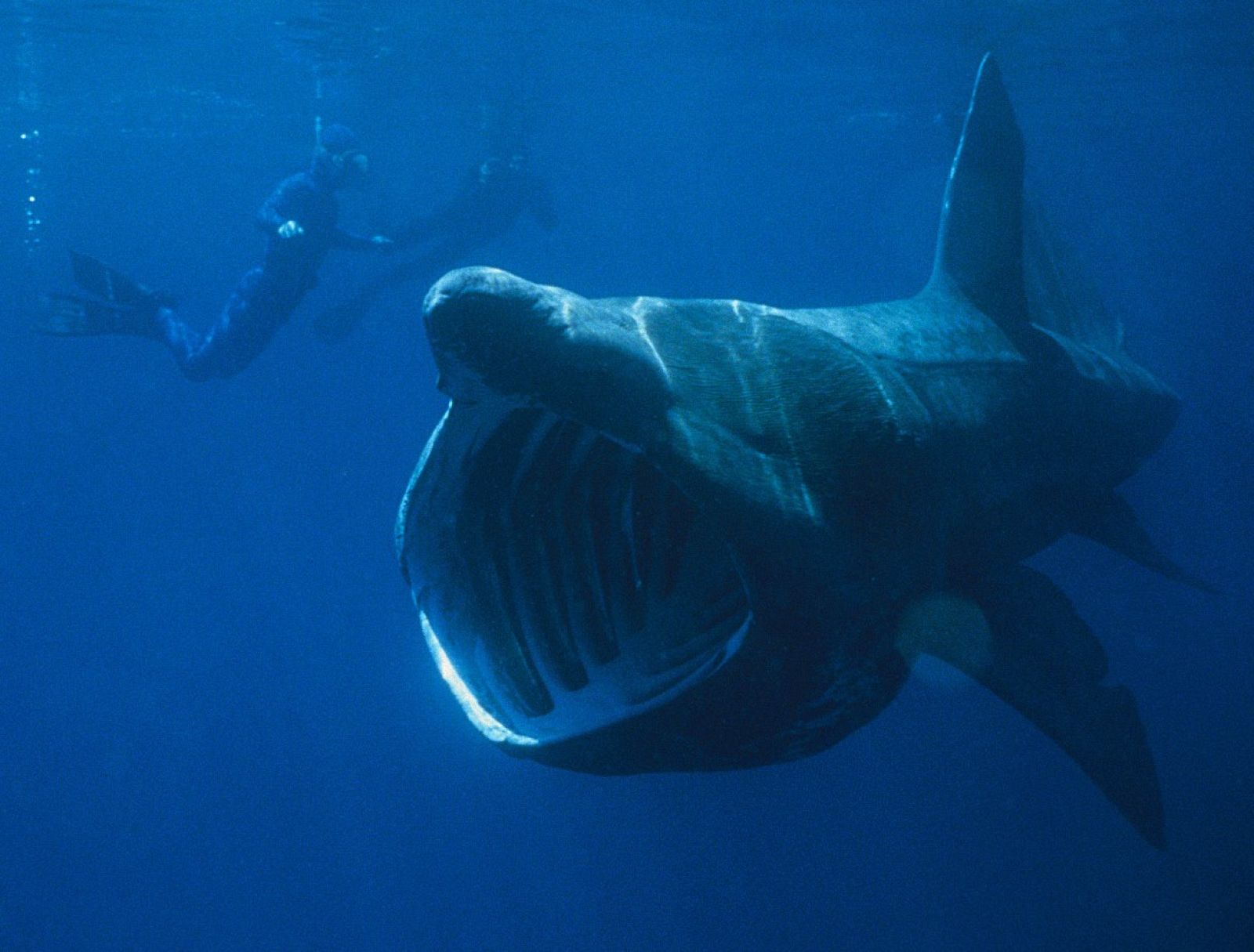 Imagen de un tiburón peregrino, seguido por unos buceadores en el océano.