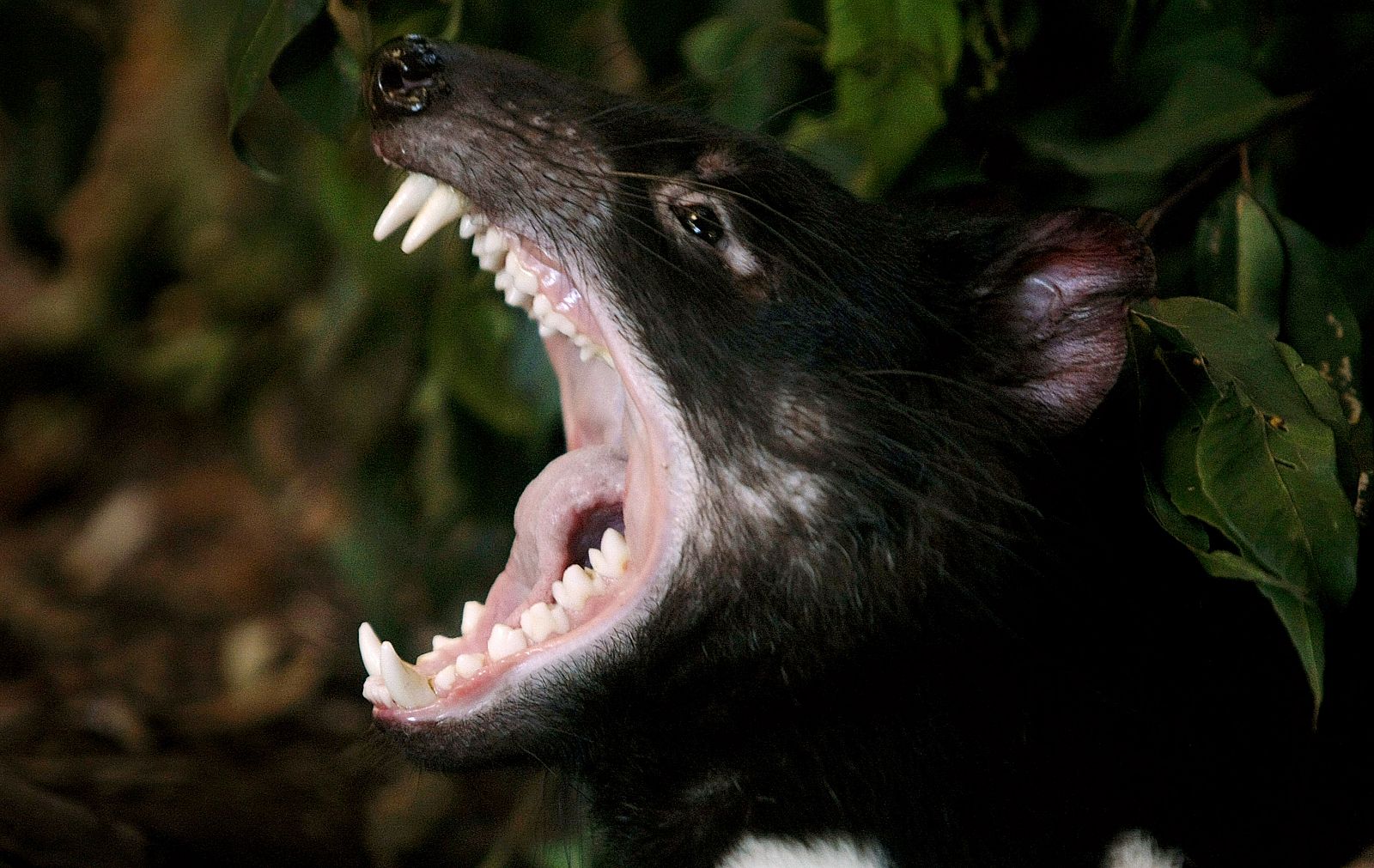 El demonio de Tasmania, en peligro de extinción