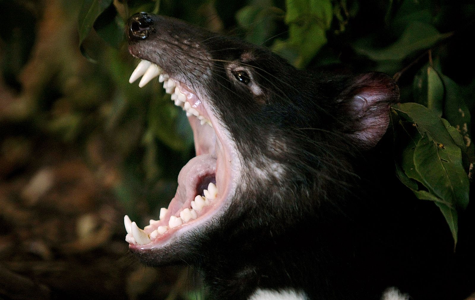 Tasmanian Devil named Tex stretches his jaws open in his enclosure at Sydney's Taronga Zoo