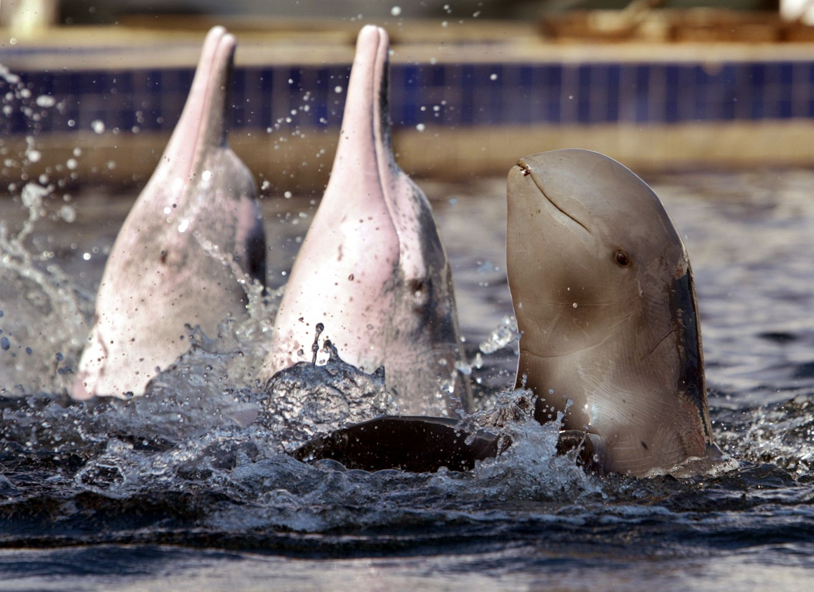 Un delfín del Irrawaddy (d) junto a dos delfines rosas