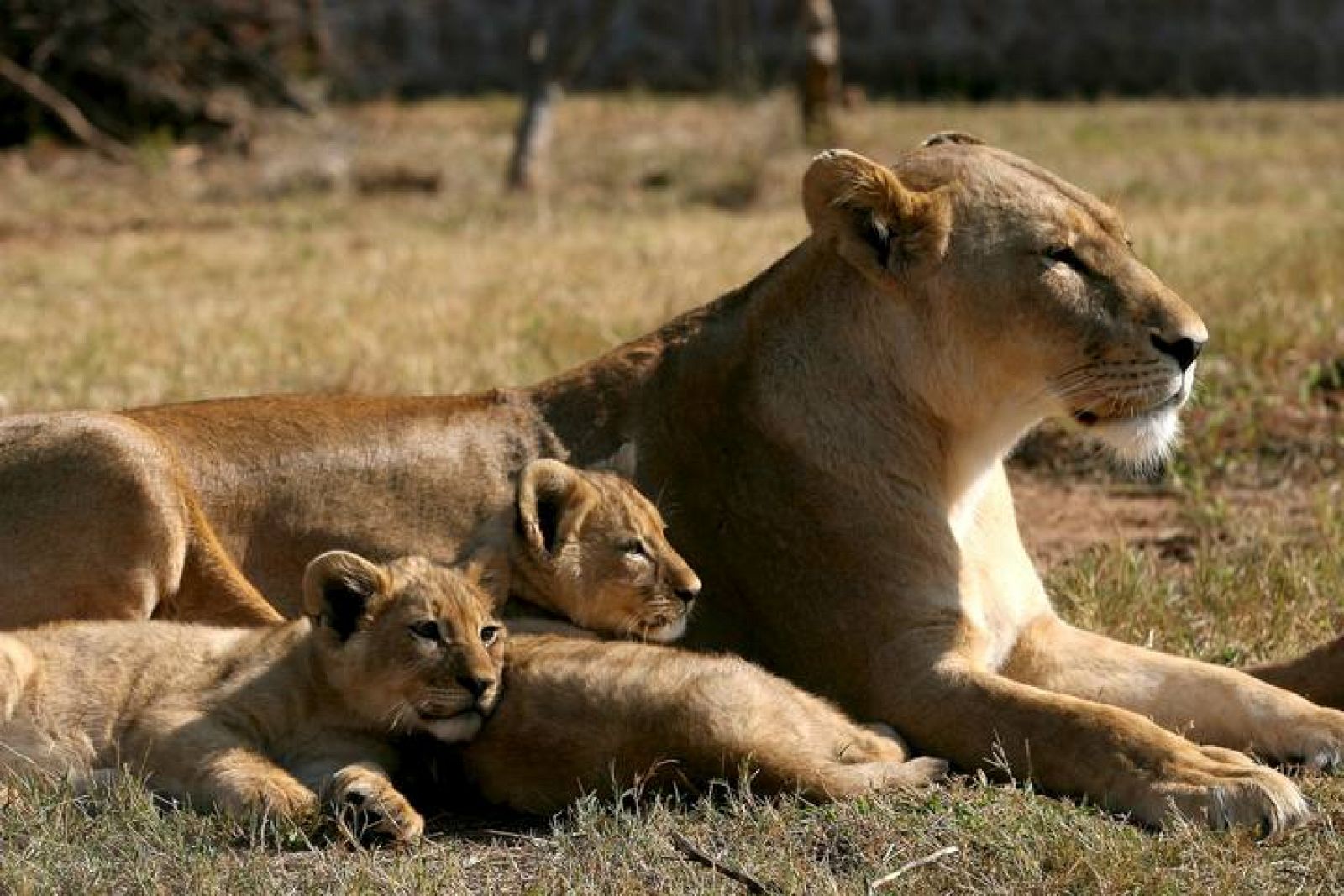 Los leones se comportan como 'gansters callejeros' para proteger su  territorio 