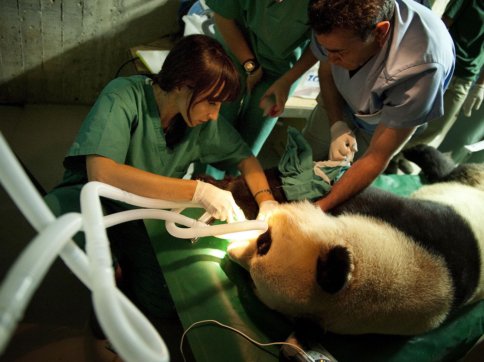 Momento de la inseminación del panda. Este método es el más seguro para garantizar la fecundación de la hembra porque el celo de ambos animales no siempre coincide y se da por un tiempo muy limitado.