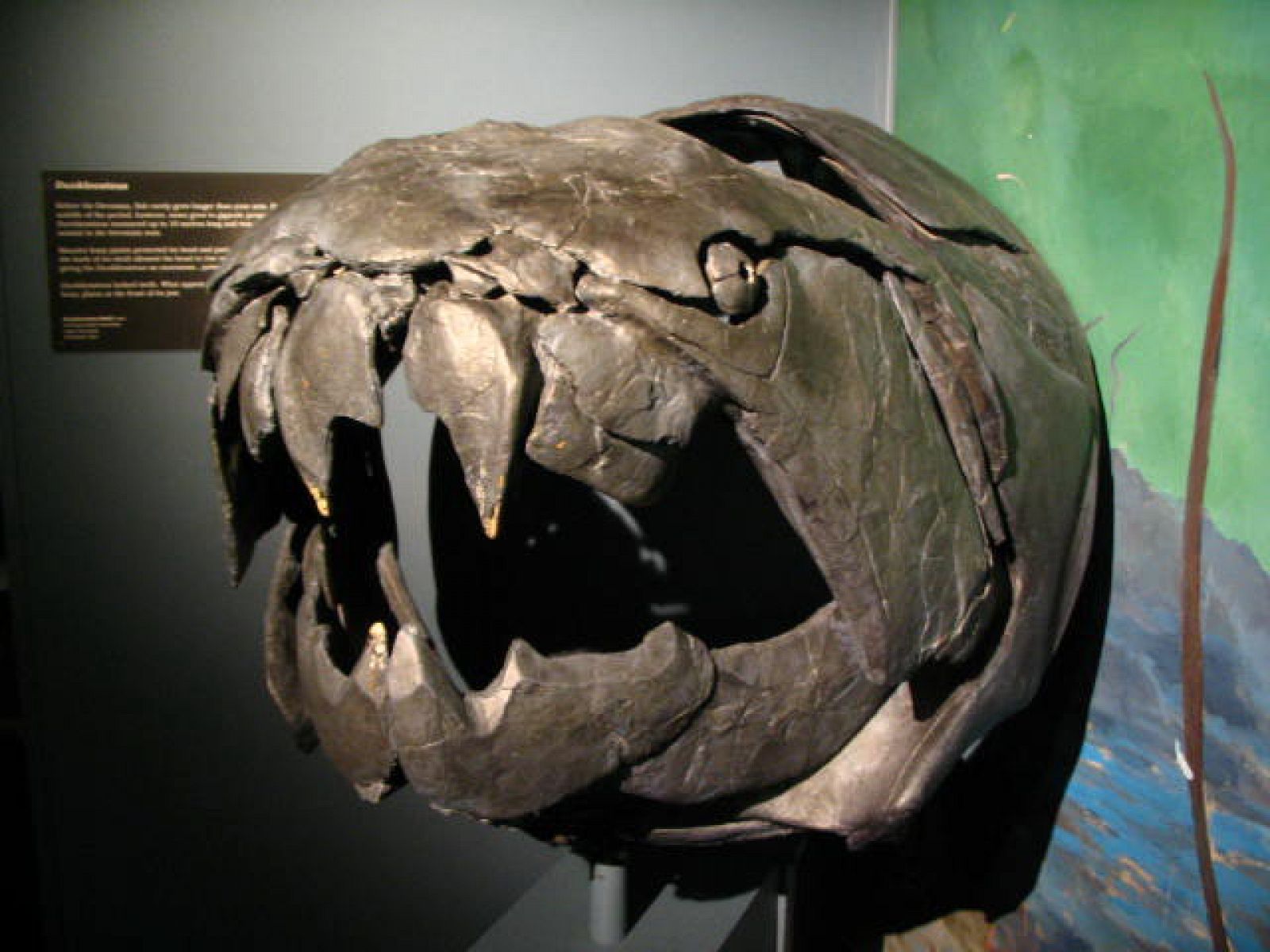 Los placodermos eran peces con mandíbula conocidos como 'dinosaurios de mar'.
